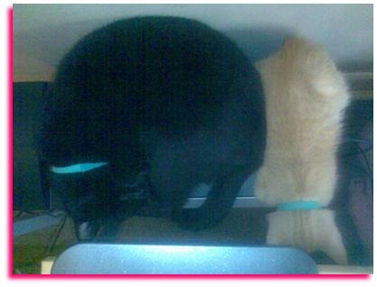 [041907_1310_Cats43.jpg]