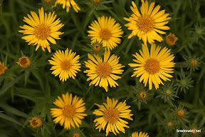 CRW_0018.jpg