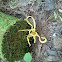 Spindle Shapped Yellow Coral
