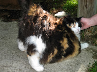 Mama Cass's sweet face