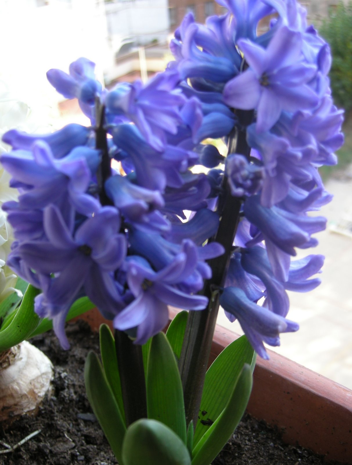 [flor.jpg]