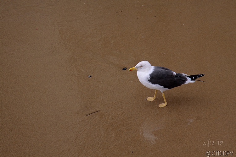 [pedipaper belém 23fev10 028 copy[2].jpg]