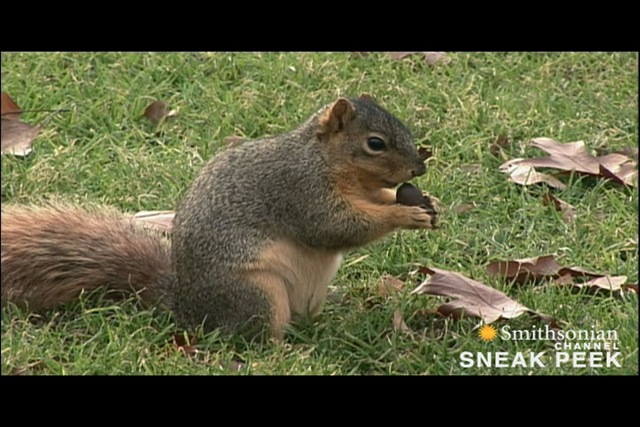 [Squirrel1[5].jpg]