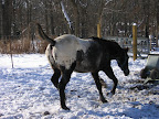  comical horses