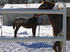  comical horses