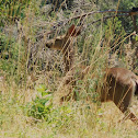 Blacktail Deer