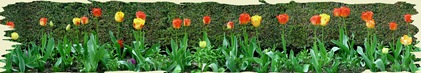 466579-Wall to wall tulips-Filoli gardens California