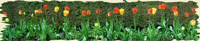 [466579-Wall to wall tulips-Filoli gardens California[9].jpg]
