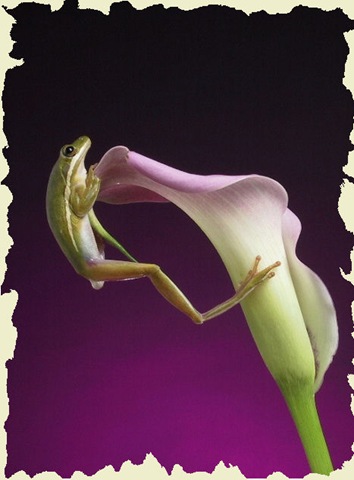 [475506-leapin' lilly-canon g1[4].jpg]