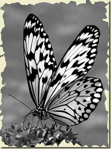 455960-Tree Nymph