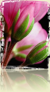 152278-Bud and Blossom-Geraniums