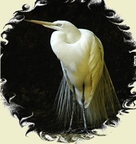 172298-Waiting For Mr. Egret