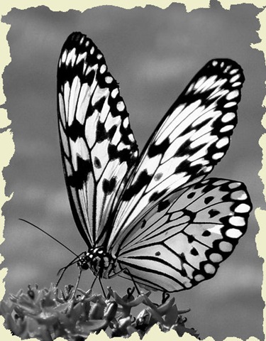 [455960-Tree Nymph[9].jpg]