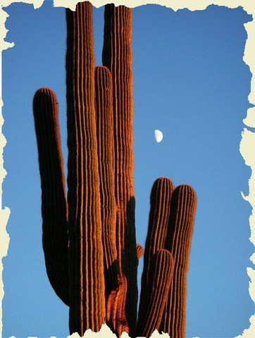 [111418-Cactus Moon[4].jpg]