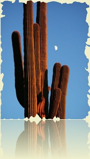 111418-Cactus Moon