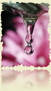 475760-Flowers by the Sink 