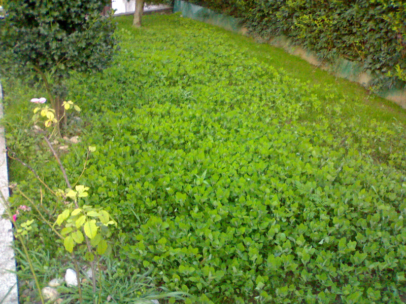 20072009296.jpg