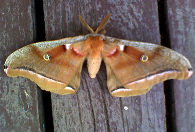 [moth[3].jpg]