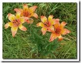 Lilium