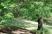 Tree in yard