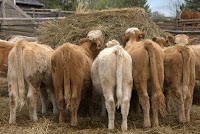 Date: May 2010<br />
Location: Toronto</p>
<p>This picture is posted in response to a request from the very beautiful Rosanna Tanti. That is the extent of the story. We were at the farm for the weekend. This seemed like an appropriate pictures of what the cows were up to. What a gorgeous set of ....
