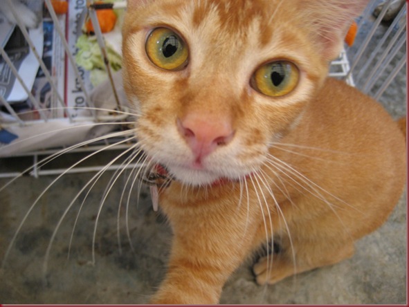 spca 005