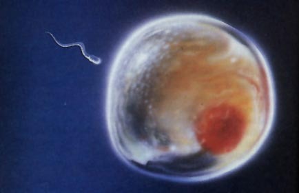 [sperm-and-egg[6].jpg]