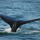 Monterey