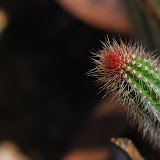 More thorns!