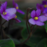Purple wonders