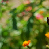 The Butterfly that came by