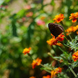 ...a butterfly fluttered by...
