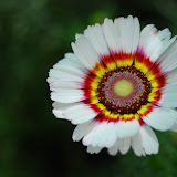 The colorful one