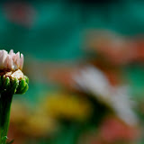 Bud in the Sun