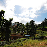 ... taking over the entire hillside!