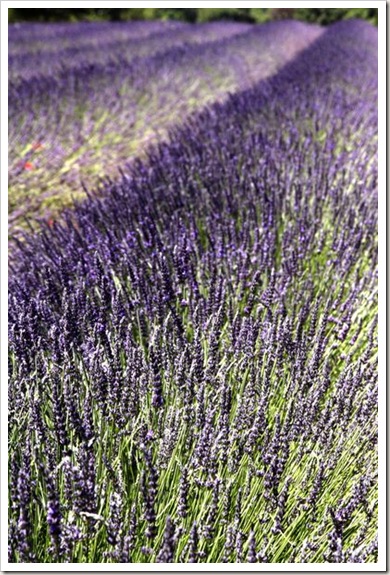 lavender fields