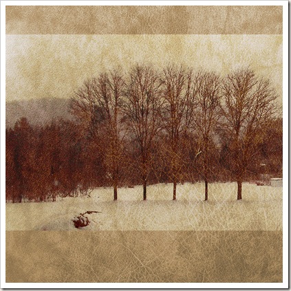 winter trees texture winter trees texture