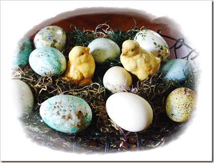 chicks chicks