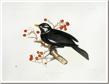blackbird blackbird