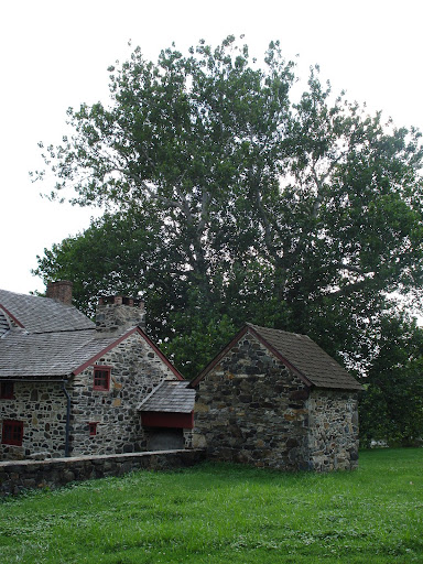 Tree height