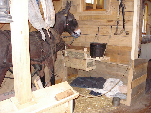 Hoggee and mule