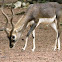 blackbuck