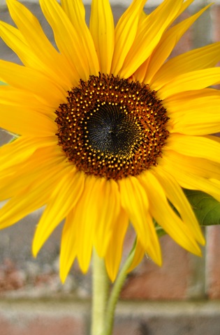 [sunfloweronbrick[5].jpg]