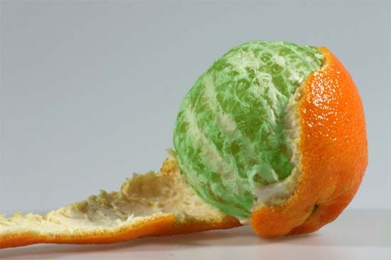 [lab_image_green_orange[5].jpg]