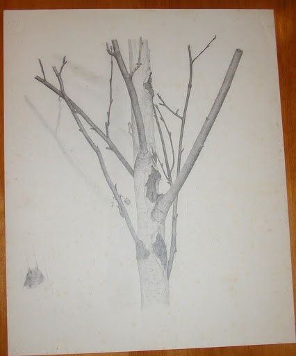schoffs