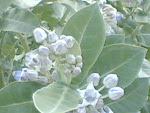 Kanha Flower.jpg