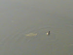 Kanha Bird2.jpg