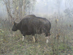 Kanha Bison1#1.jpg