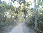 Kanha Road3.jpg