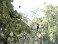 Kanha Bird.jpg